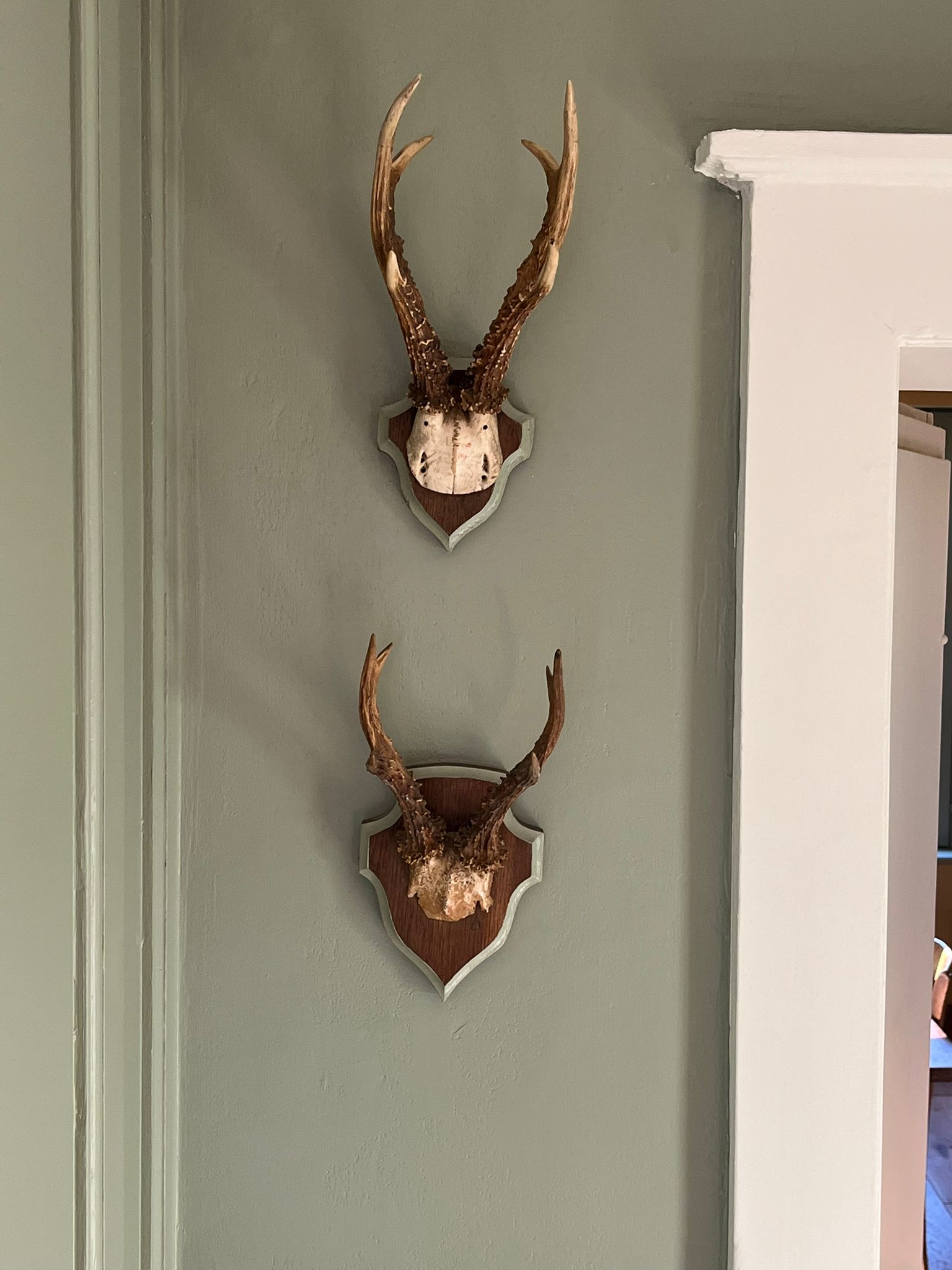 Bois de cerf · couloir vert sauge